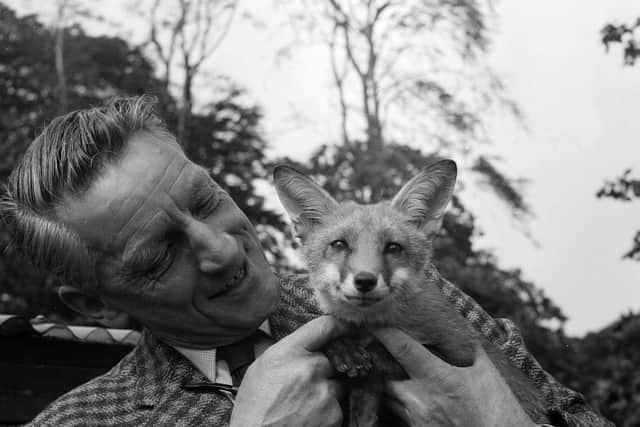 Edinburgh Zoo director Gilbert Fisher with a tame fox in 1963