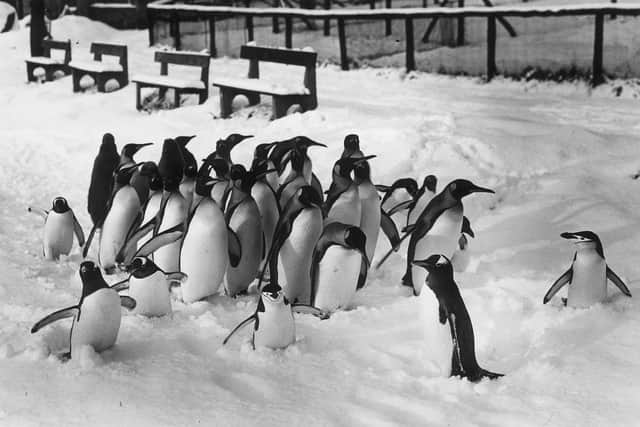 Penguins enjoying the snow at Edinburgh Zoo in the winter of 1950