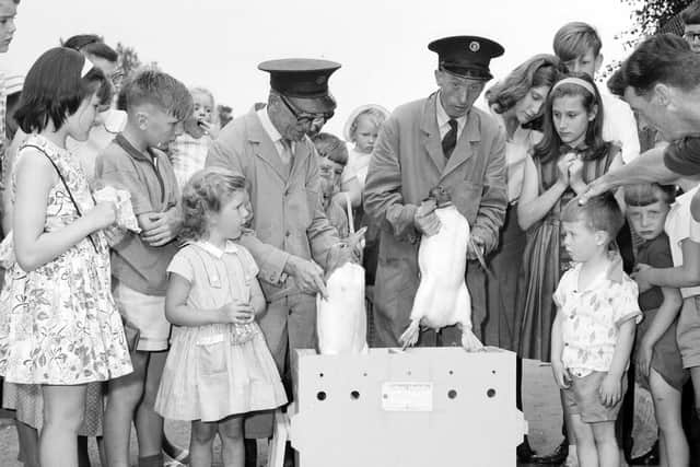 Penguins are packed into boxes to go to Iceland in August 1963