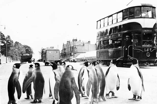 Penguins in Corstorphine Road in Edinburgh. Tram in the background August 1952