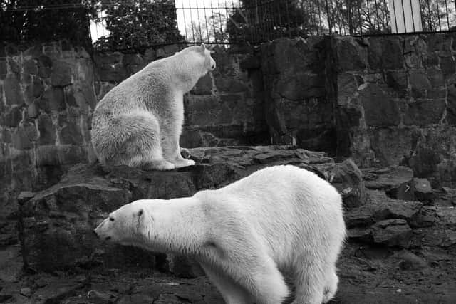 Polar bears - Queenie and Jim in 1959