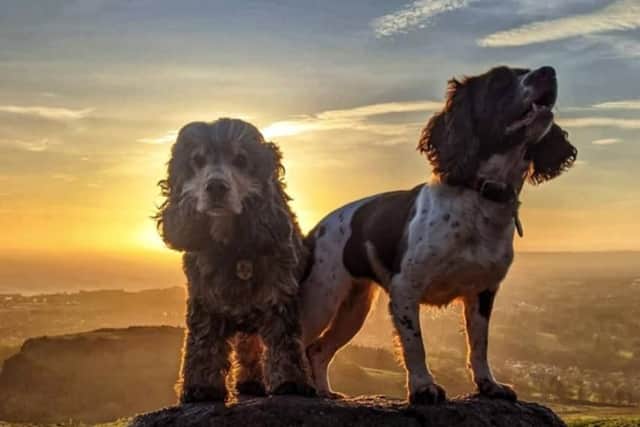 Toby and Queenie do everything together, including sunrise walks (Credit: @tobyandqueenie)