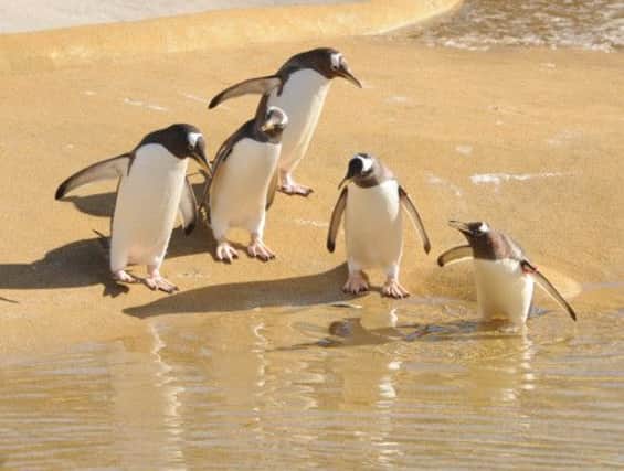 Among the clips is a video of general health checks performed on penguins. Picture: Ian Rutherford