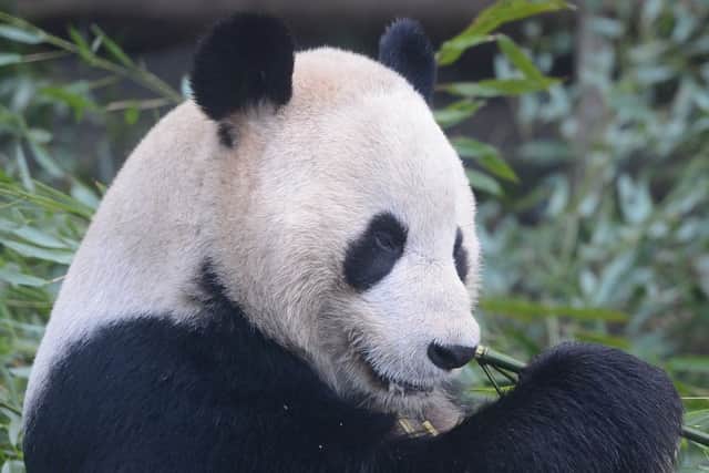 Yang Guang will celebrate his 10th birthday. Picture: Neil Hanna