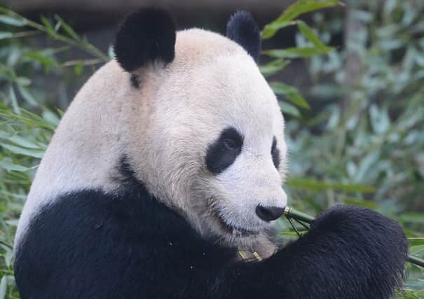 Yang Guang will celebrate his 10th birthday. Picture: Neil Hanna