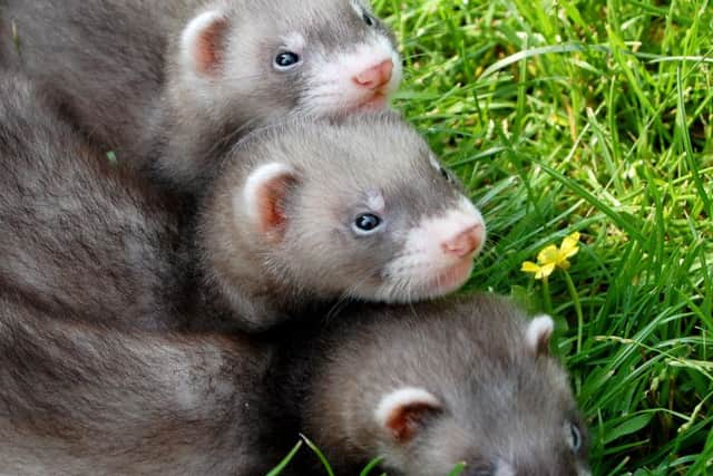 Ferrets were among animals taken from the properties raided by police and SSPCA staff.