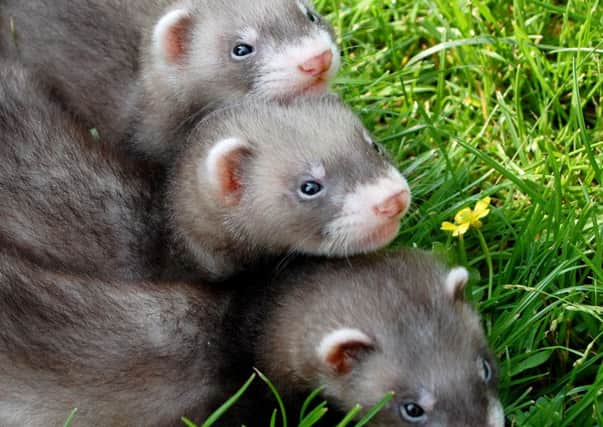 Ferrets were among animals taken from the properties raided by police and SSPCA staff.