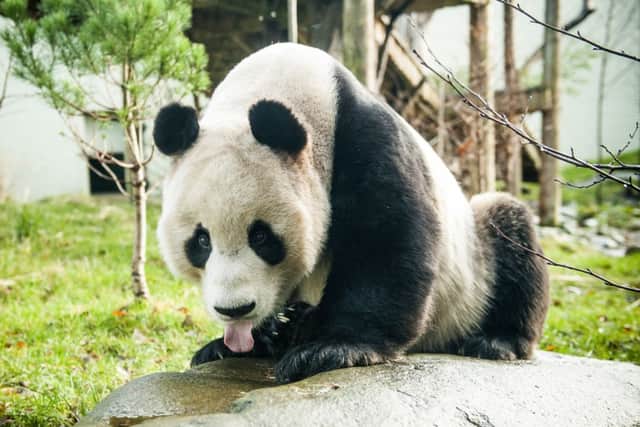The outdoor viewing area for Yang Guang, above, and Tian Tian is to be reopened. Picture: Ian Georgeson