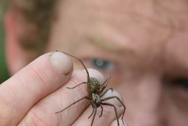 Therapist Kevin Thom with Hatti the house spider. Picture: Jon Savage