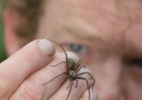 Therapist Kevin Thom with Hatti the house spider. Picture: Jon Savage