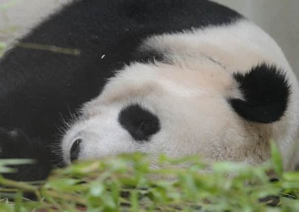 Tian Tian could have lost her cub due to the drop in temperature. Pic Neil Hanna
