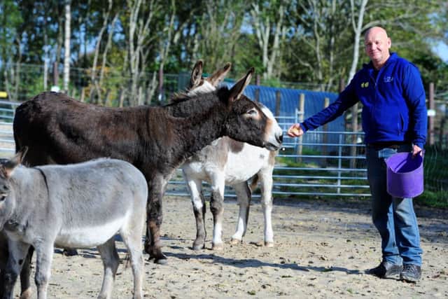 Brian Curran feeds a donkey.  Picture: Ian Rutherford