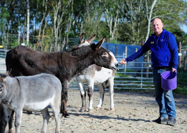Brian Curran feeds a donkey.  Picture: Ian Rutherford