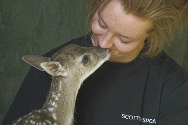 Deer fawn Phoenix has been nursed back to health by SSPCA Wildlife assistant Alex Morris. Pic: SSPCA