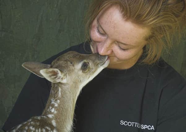 Deer fawn Phoenix has been nursed back to health by SSPCA Wildlife assistant Alex Morris. Pic: SSPCA