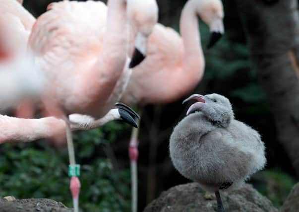 Five Chilean flamingo chicks have been born at Edinburgh Zoo. Pic: HEMEDIA