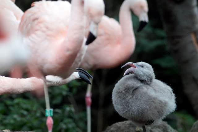 Five Chilean flamingo chicks have been born at Edinburgh Zoo. Pic: HEMEDIA