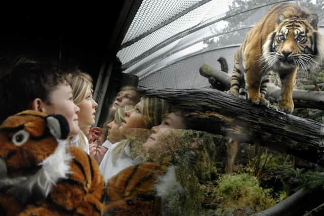 Schoolchildren come face-to-face with Samatran tiger, Tibor. Picture: Neil Hanna