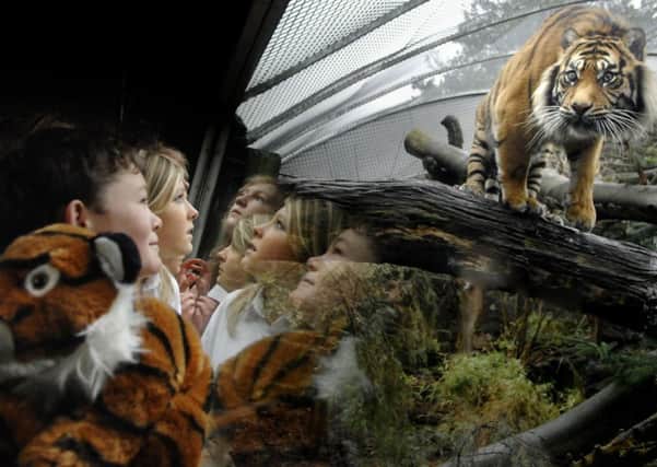 Schoolchildren come face-to-face with Samatran tiger, Tibor. Picture: Neil Hanna