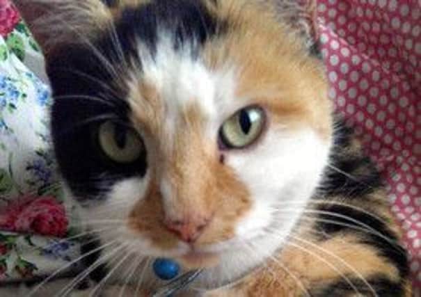 Keira the cat was a favourite among commuters at Livingston North. Picture: comp