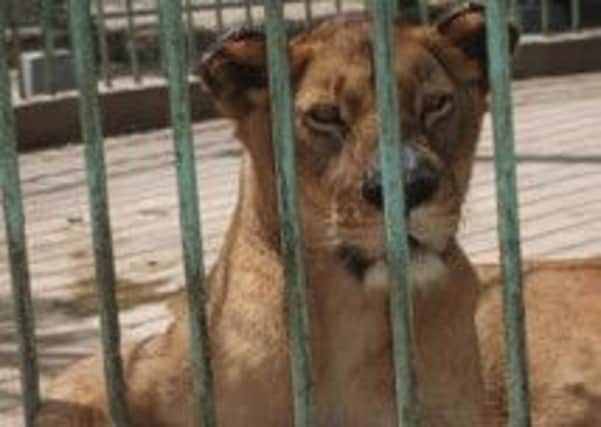 The Five Sisters Zoo hopes to take rescued circus lions. Picture: Comp