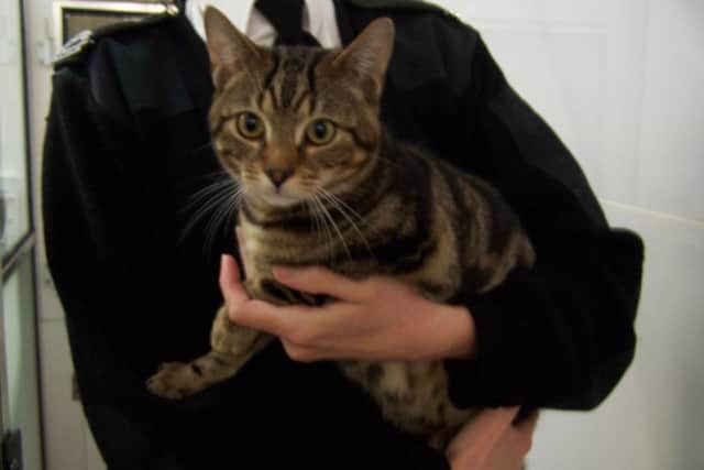 The cats were found in a box. Picture: Scottish SPCA