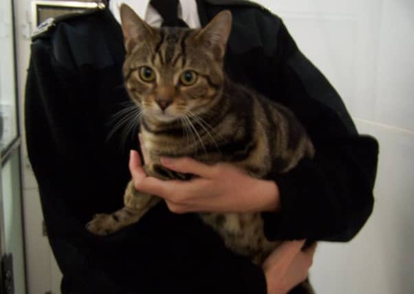 The cats were found in a box. Picture: Scottish SPCA