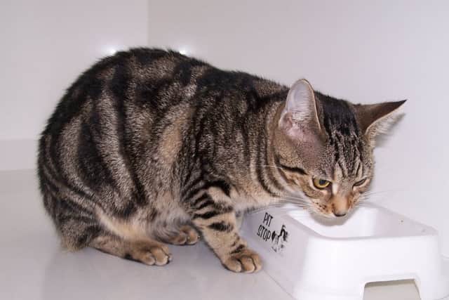 The cats were found in a box. Picture: Scottish SPCA