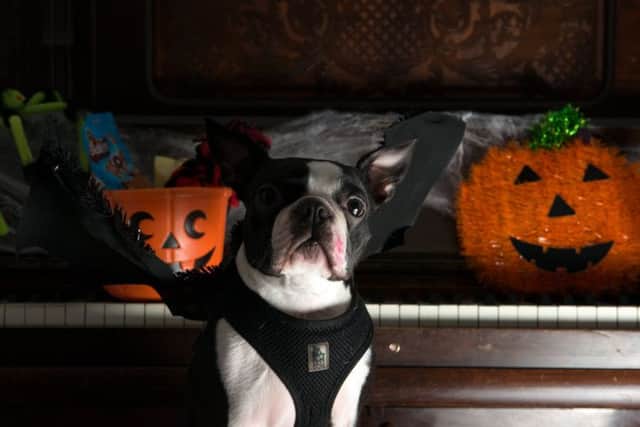 Izzy the 3 year old Boston Terrier.Picture: Andrew O'Brien