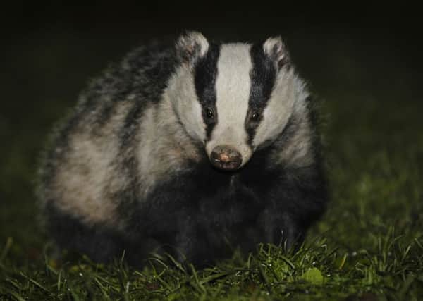 Badgers at the Royal Botanic Garden Edinburgh will not be disturbed by the light shows.