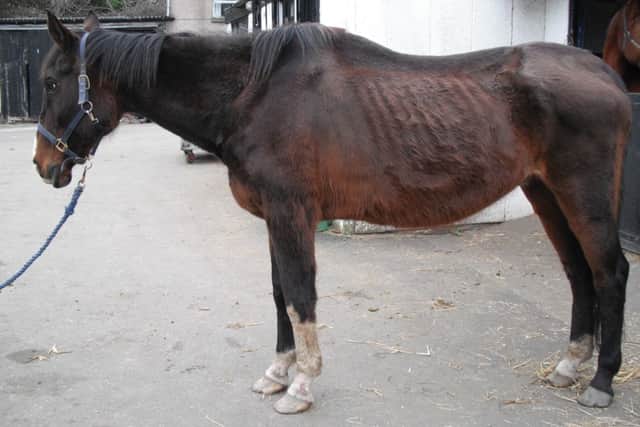 Amanda Jane McGunnigle was fined for mistreating horses. Picture: Scottish SPCA