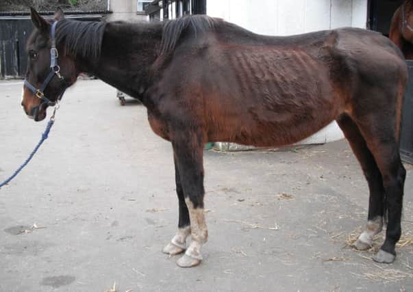 Amanda Jane McGunnigle was fined for mistreating horses. Picture: Scottish SPCA