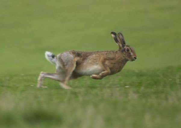 Police have issued warnings about hare coursing. Picture: Alan Milligan