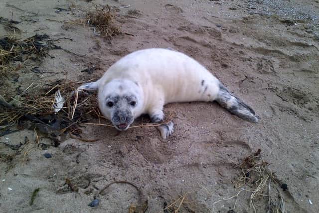 Pandia on the beach. Picture: Scottish SPCA