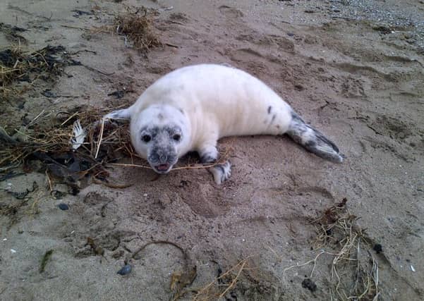 Pandia on the beach. Picture: Scottish SPCA