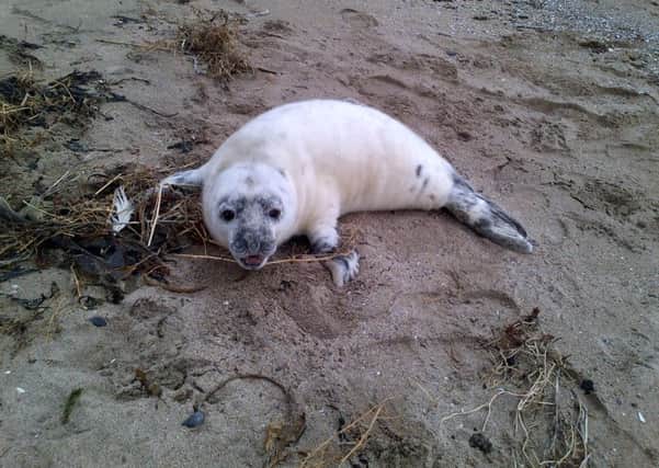Pandia on the beach. Picture: Scottish SPCA