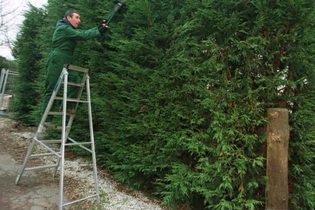 Leylandii trees grow at an alarming rate and are a real nuisance for neighbours. Picture: Bill Henry