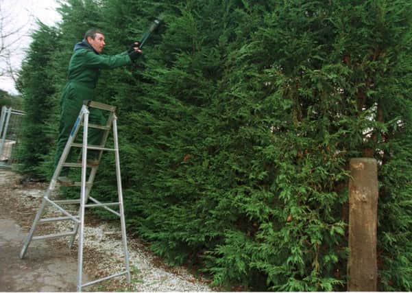 Leylandii trees grow at an alarming rate and are a real nuisance for neighbours. Picture: Bill Henry