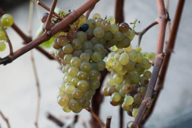 Bunches of white grapes on the vine outside the home of Mike Williamson. Picture: Andrew O'Brien