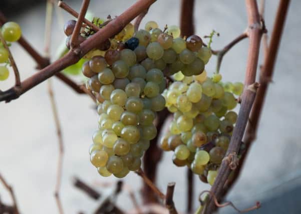 Bunches of white grapes on the vine outside the home of Mike Williamson. Picture: Andrew O'Brien