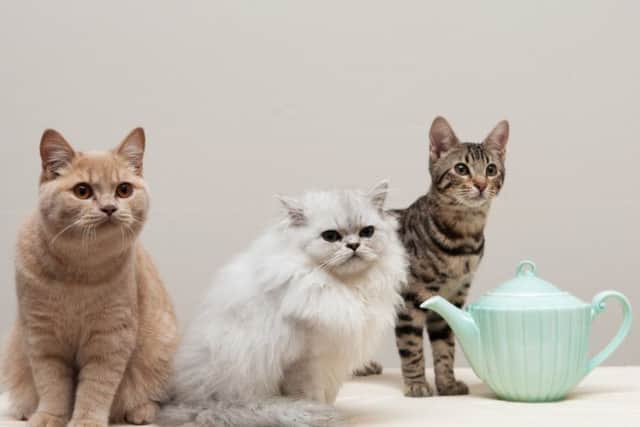 Maison de Moggy will let customers spend time relaxing over tea and coffee in the company of cats. Picture: Andrew O'Brien