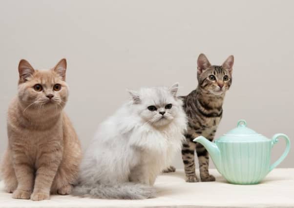 Maison de Moggy will let customers spend time relaxing over tea and coffee in the company of cats. Picture: Andrew O'Brien
