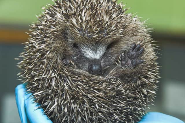 A hibernating hedgehog, one of many being looked after by the Scottish SPCA.