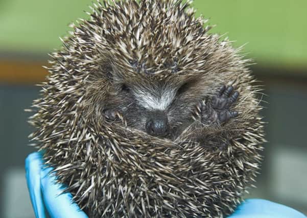 A hibernating hedgehog, one of many being looked after by the Scottish SPCA.