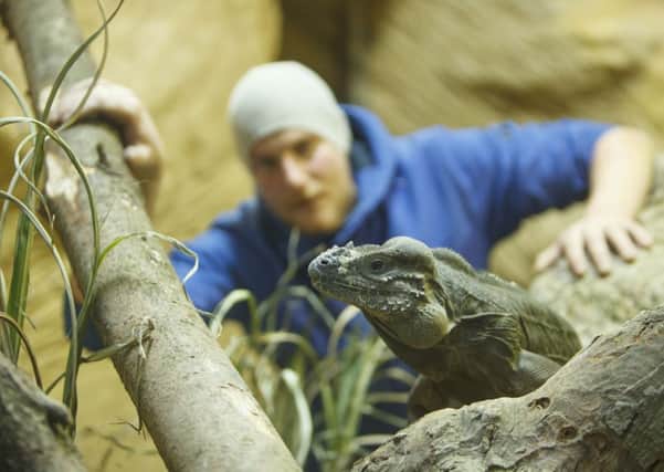 Jay Wood, Zoo Manager with Francisco the Rhinoceros Iguana. Picture: Toby Williams