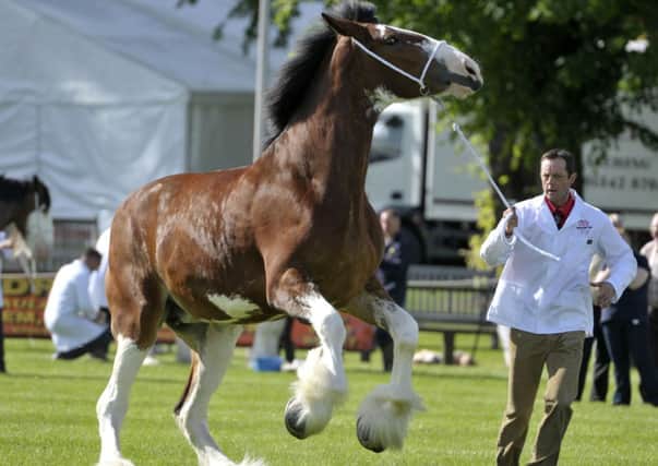Firefighters are working to rescue a Clydesdale horse - the same breed as this horse -  which has become trapped in its stable. Pic: Ian Rutherford
