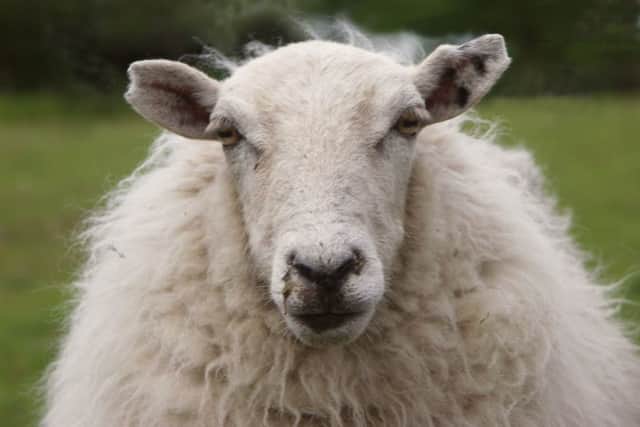 A sheep loose on the M9 caused panic for motorists.