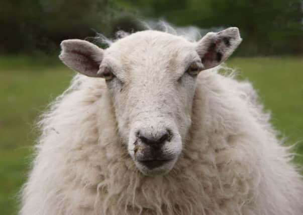 A sheep loose on the M9 caused panic for motorists.