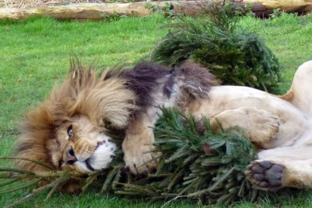 Lions are very fond of Christmas trees as they contain catnip, which can make them euphoric