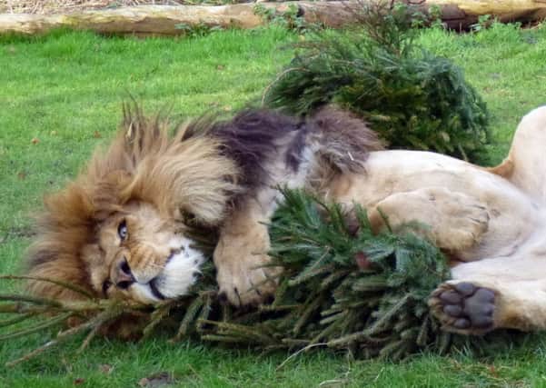 Lions are very fond of Christmas trees as they contain catnip, which can make them euphoric